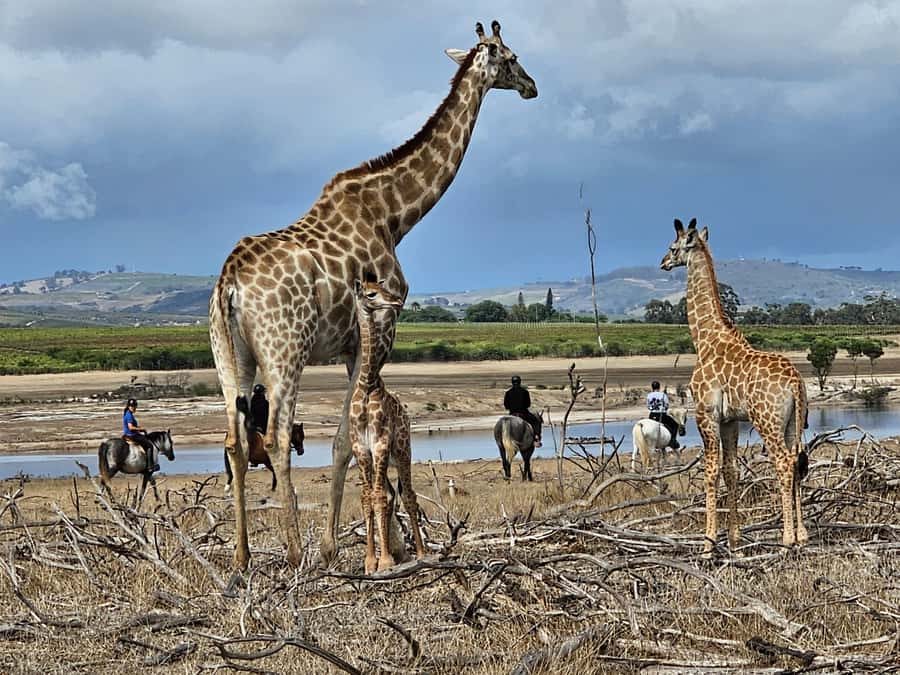 Stellenbosch: Horse Riding Wildlife Safari - Key Highlights I’d Plan Around