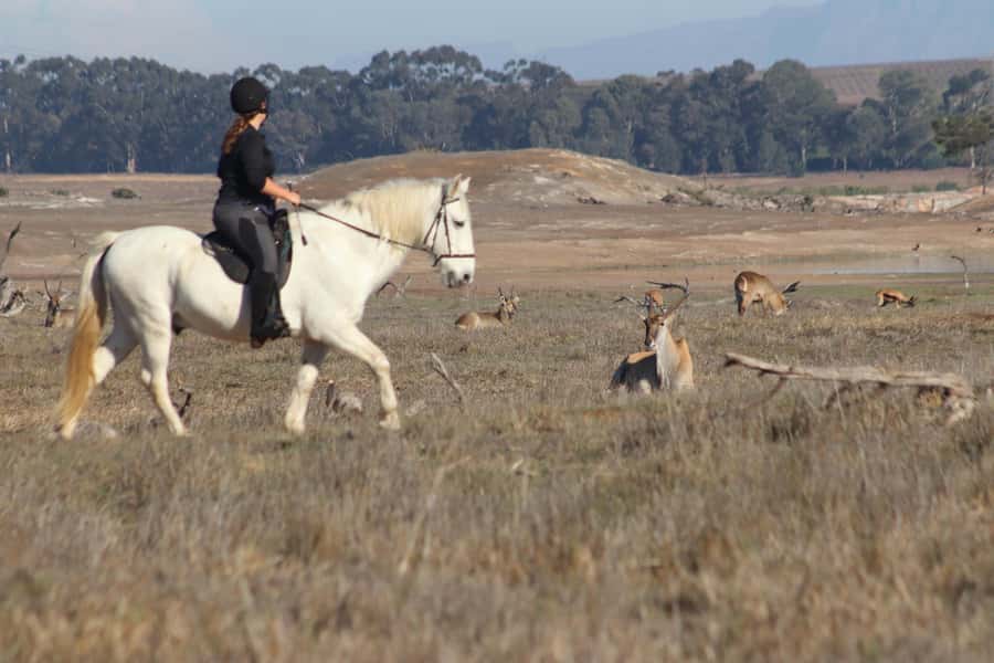 Stellenbosch: Horse Riding Wildlife Safari - A 240ha Safari From the Saddle, Just Outside Stellenbosch