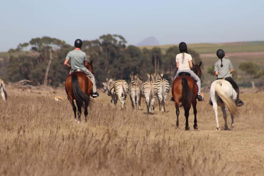 Stellenbosch: Horse Riding Wildlife Safari - Wildlife Sightings You Can Expect (and How to Look for Them)