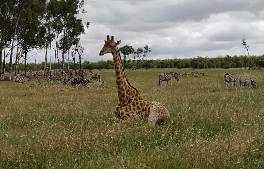 Stellenbosch: Horse Riding Wildlife Safari - What the 90 Minutes Feels Like On the Ground