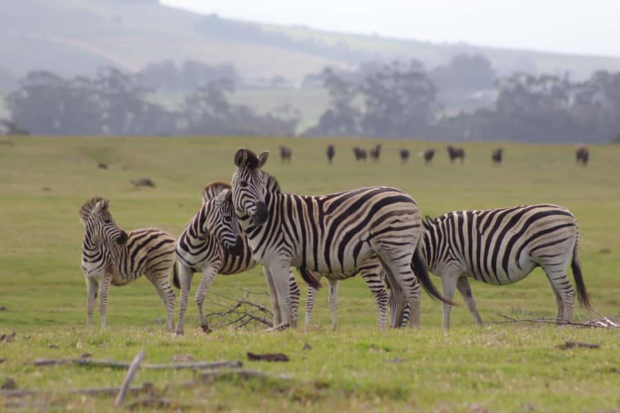 Stellenbosch: Horse Riding Wildlife Safari - Places Worth Your Attention During the Ride
