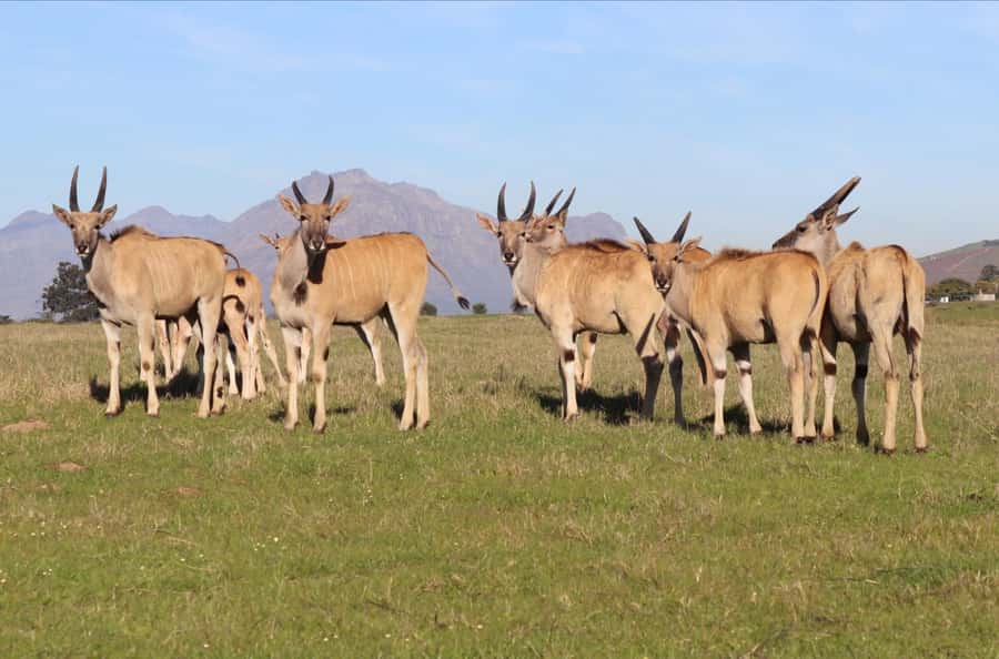 Stellenbosch: Horse Riding Wildlife Safari - Safety, Rules, and the 75kg Weight Limit (Read This Twice)