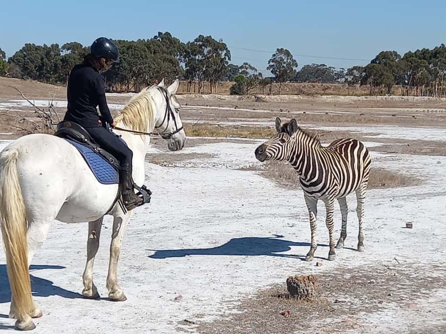 Stellenbosch: Horse Riding Wildlife Safari - Who This Horse Safari Suits Best (and Who Should Skip It)