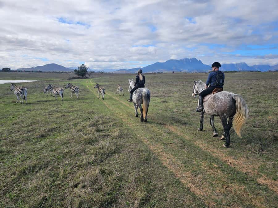 Stellenbosch: Horse Riding Wildlife Safari - The Riding Experience: Walking Pace, Gentle Horses, and Real Constraints