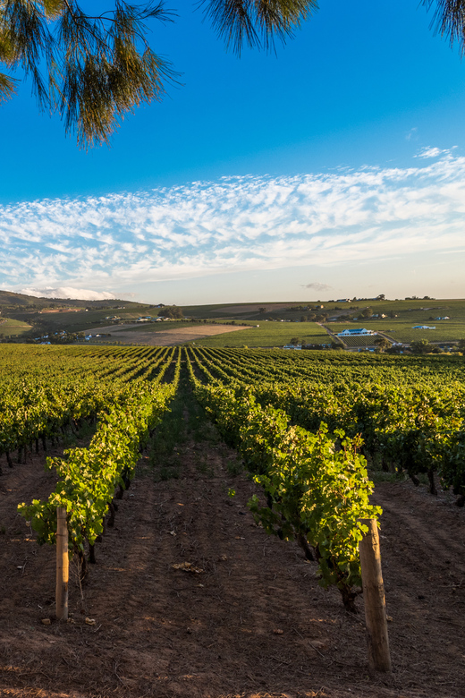 Stellenbosch North Guided Wine Safari (Tastings Excluded) - The Stellenbosch North Route: Simonberg/Banhoek and Jonkershoek Valley Views