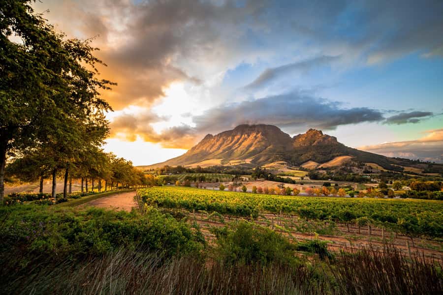 Stellenbosch North Guided Wine Safari (Tastings Included) - Stellenbosch North Wine Route, but with an open safari ride