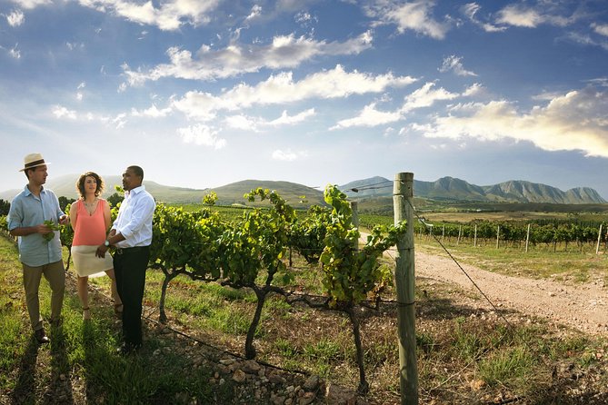 Stellenbosch, Paarl & Franschhoek Private Full Day Wine Tour - Tokara Wine Estate: Reds, Shiraz and Cabernet, Plus Olive Oil