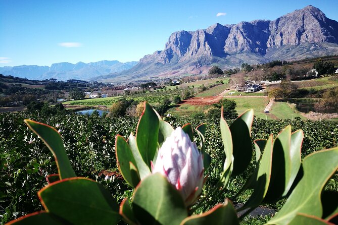Stellenbosch Private E-Bike & Wine Tour - Weather and comfort: how to set yourself up for a great morning