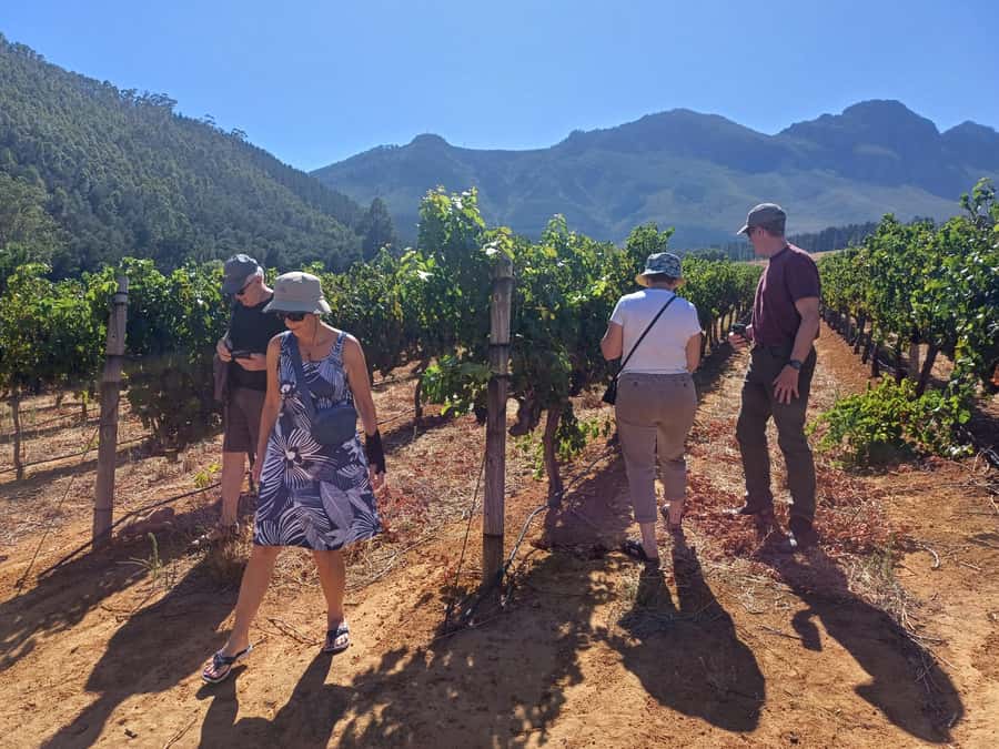 Stellenbosch wine tour, all inclusive of lunch and tastings. - The wineries and the views between them: where the day earns its hype