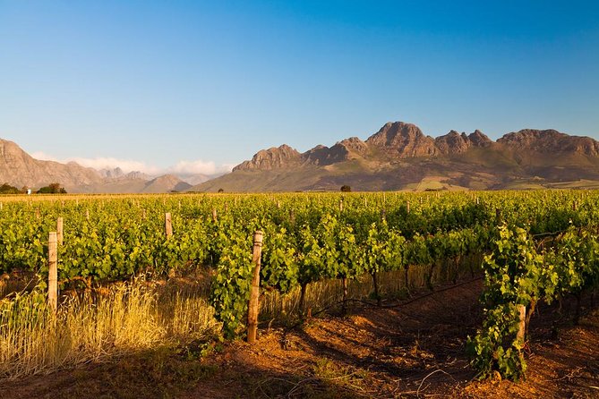 Stellenbosch Wine Tour half day from Cape Town - Key highlights to know before you go