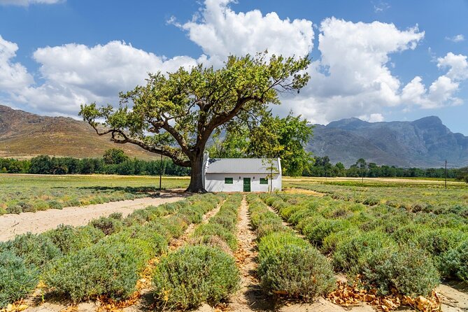Stellenbosch Winelands Experience - From Bootlegger Bree Street at 9:00 am to the last pour