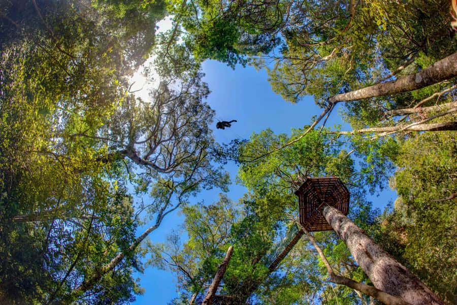 Storms River: Tsitsikamma National Park Zipline Canopy Tour - Tsitsikamma Zipline Canopy Tour: Above the Outeniqua Yellowwood