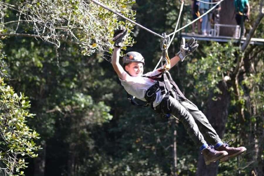 Storms River: Tsitsikamma National Park Zipline Canopy Tour - Forest Lessons Between Lines: Birds, Ferns, and Yellowwoods