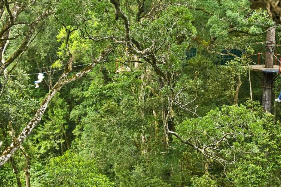 Storms River: Tsitsikamma National Park Zipline Canopy Tour - FAQ