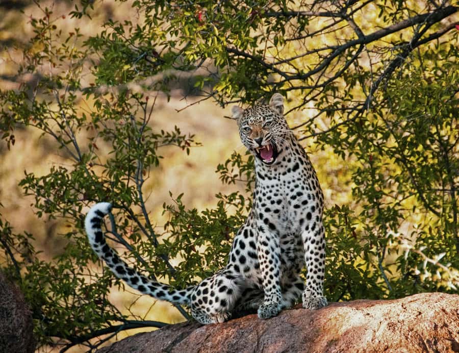 Sunset Safari at the big 5 Game Reserve All inclusive - Key highlights before you go