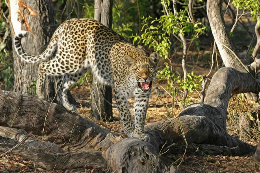 Sunset Safari at the big 5 Game Reserve All inclusive - Sunset timing in a Big Five reserve, why it feels different