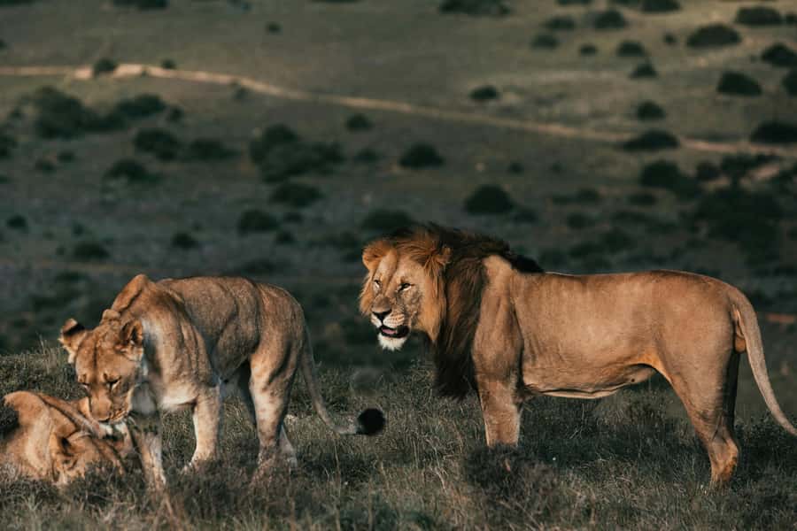 Sunset Safari at the big 5 Game Reserve All inclusive - Cape Town pickup and drop-off, where the evening can win or trip