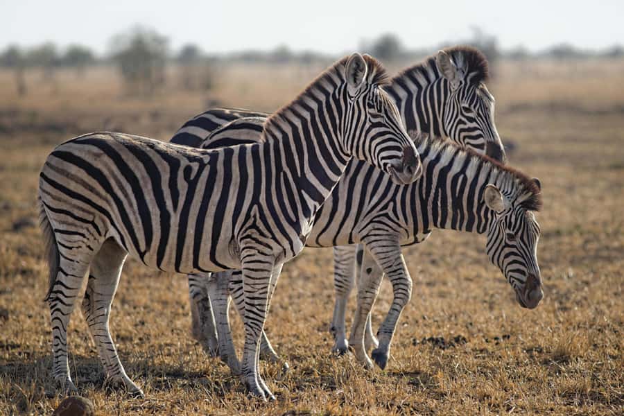 Sunset Safari at the big 5 Game Reserve All inclusive - The itinerary rhythm: break, photo stop, and then the wildlife hunt
