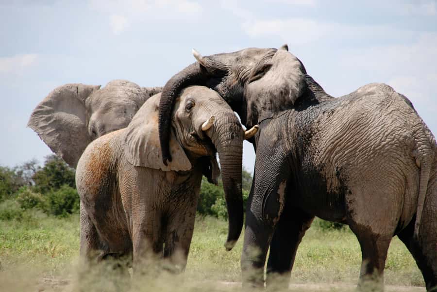 Sunset Safari at the big 5 Game Reserve All inclusive - What the sunset part actually delivers