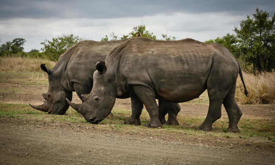 Sunset Safari at the big 5 Game Reserve All inclusive - Who this safari is best for