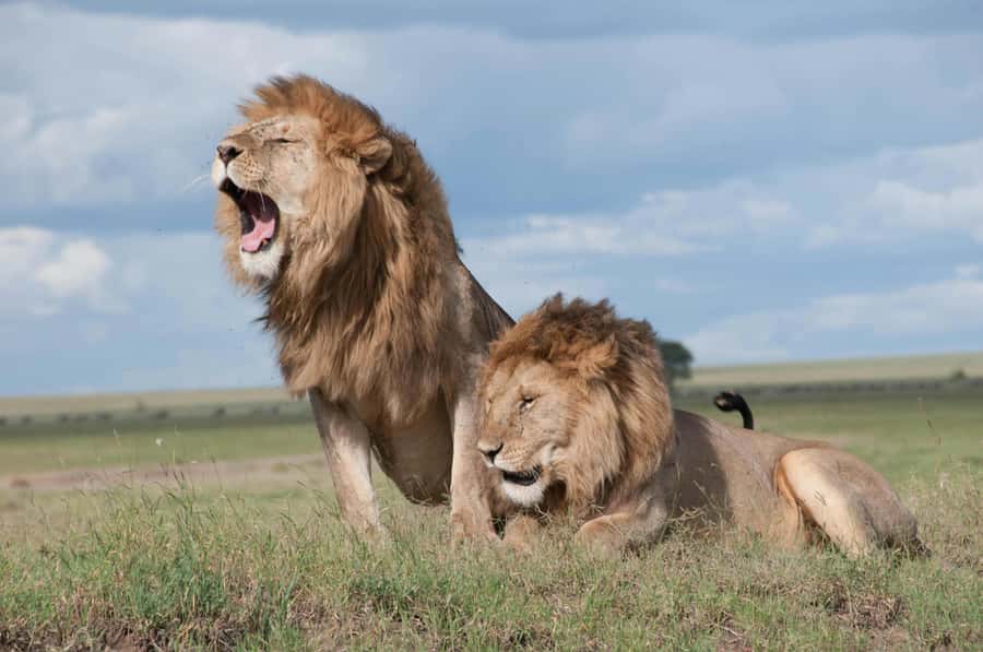 Sunset Safari at the big 5 Game Reserve All inclusive - Big Five promises, the real odds, and how to set expectations