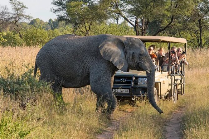 Sunset Safari Big 5 Aquila with Snacks and Wine Tasting - Key highlights that matter before you book