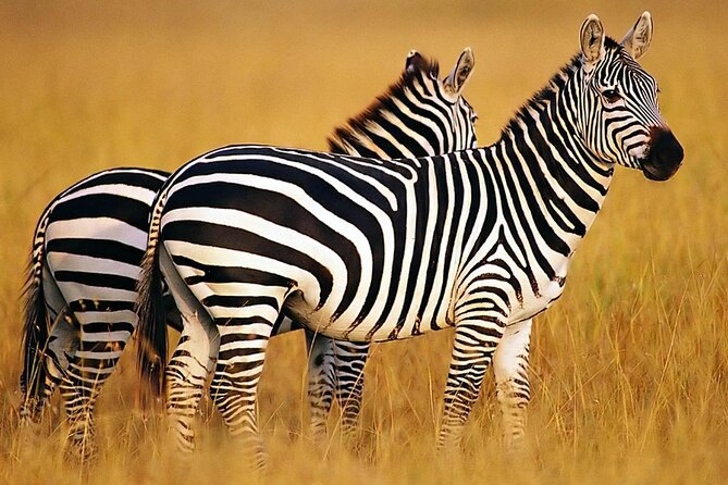Sunset Safari Big 5 Aquila with Snacks and Wine Tasting - What you get in the Aquila game-drive portion (open vehicle, snacks, 3 hours)