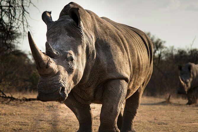 Sunset Safari Big 5 Aquila with Snacks and Wine Tasting - How to maximize your chances of seeing the Big Five at sunset