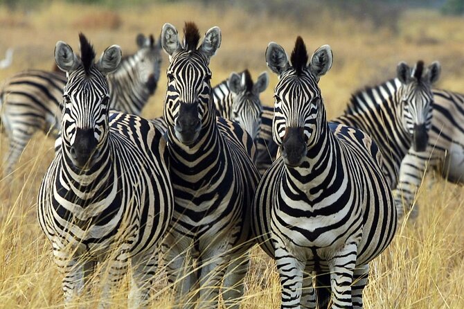 Sunset Safari Big 5 Aquila with Snacks and Wine Tasting - Bo-Kaap orientation in a short stop, plus photo tips