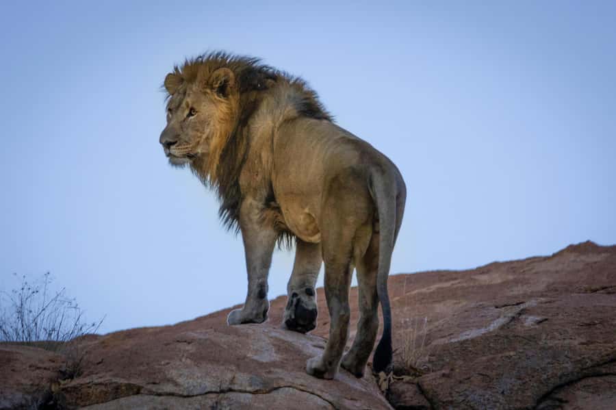 sunset safari big 5 Game reserve Group Tour - Why Aquila Sunset Safari feels like a smart Cape Town day trip