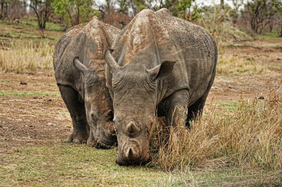 sunset safari big 5 Game reserve Group Tour - Entering Aquila: how the day’s on-site plan works