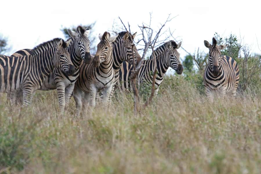 sunset safari big 5 Game reserve Group Tour - Food, water, and the extra stops that can shape your mood