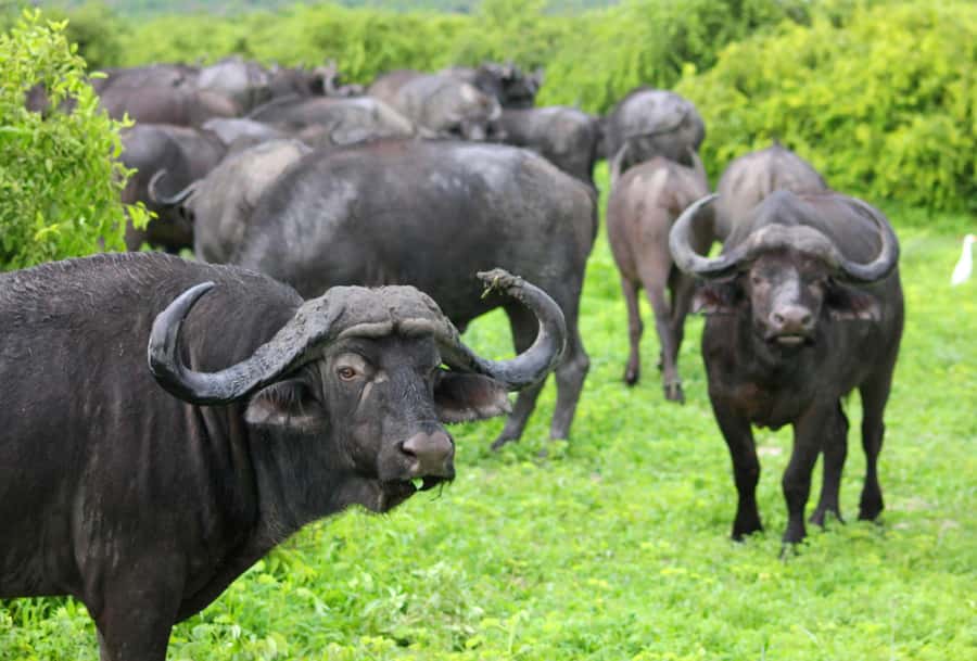 sunset safari big 5 Game reserve Group Tour - Practical tips that make the safari part go smoother