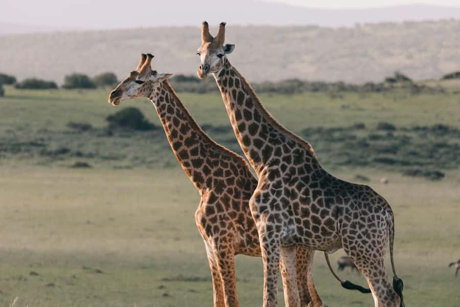 sunset safari big 5 Game reserve Group Tour - Who this group tour suits best, and who should consider alternatives