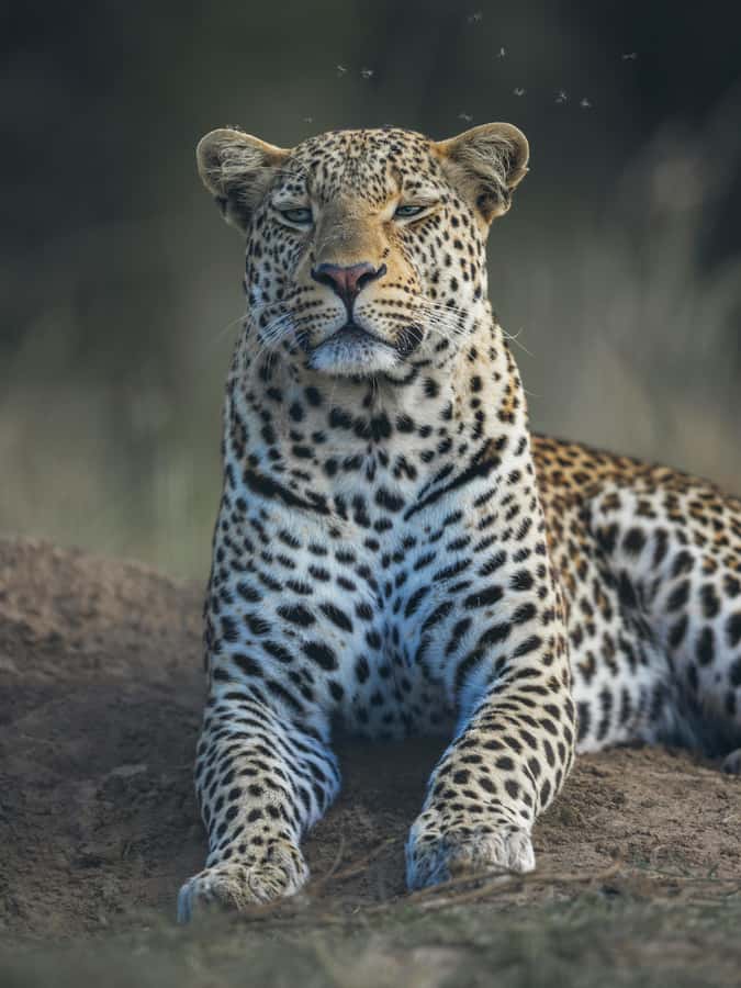 sunset safari big 5 Game reserve Group Tour - The long drive to Worcester and what that break really does for you