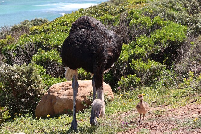 Supersaver: Cape of Good Hope and Cape Point Day Tour from Cape Town - Entering The Cape Peninsula Game Plan With Pickup And a Small Group