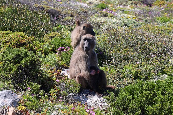 Supersaver: Cape of Good Hope and Cape Point Day Tour from Cape Town - Boyes Drive in Muizenberg: Surf Coast Views and Seasonal Whale Watching