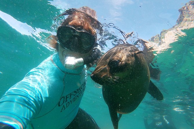 Swim with Seals - Quick hits before you go