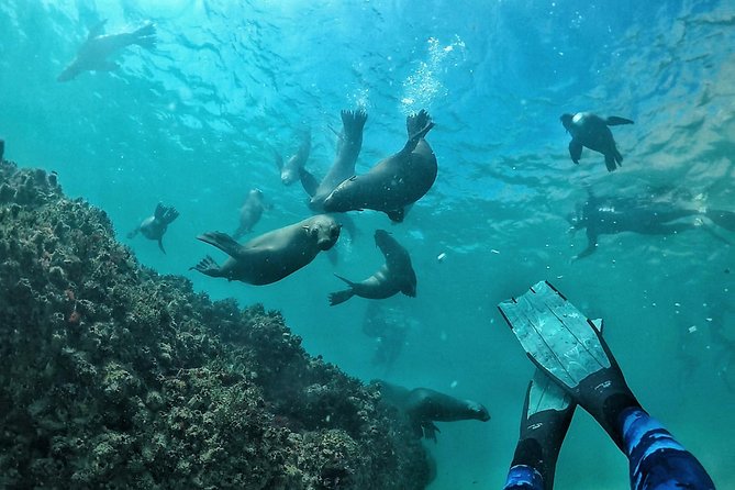 Swim with Seals - Stop 1: The 1 Hour Seal Colony Swim You Actually Came For