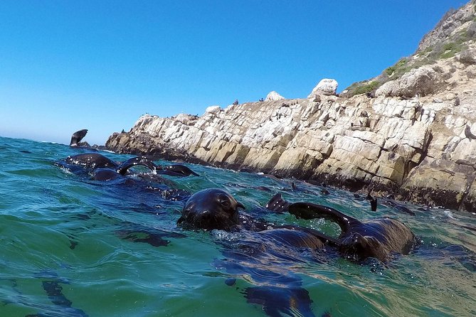 Swim with Seals - Stop 2: The Robberg Marine Protected Area Time at the Seal Colony