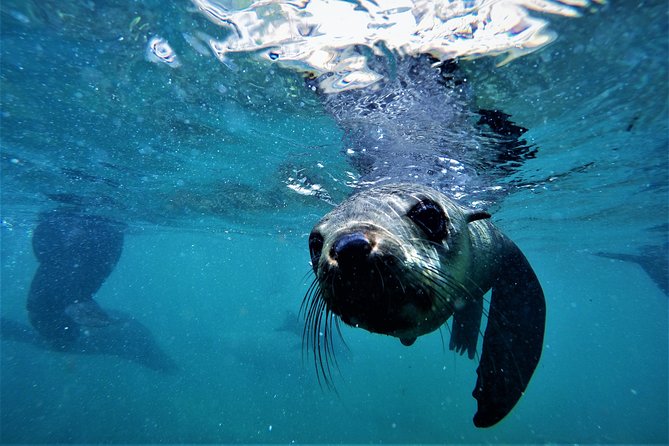 Swim with Seals - Wild Seal Behavior: Playful, Curious, and Yes, Sometimes Closer Than You Expect