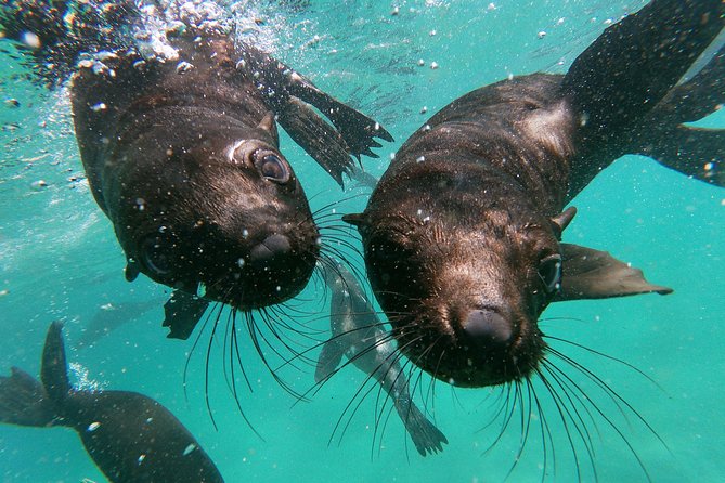Swim with Seals - Gear, Photos, and How to Keep the Memory Without Making It Complicated