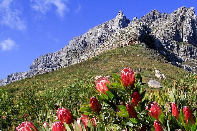 Table Mountain and Cape Town City Half-Day Trip - The city loop in an air-conditioned minibus: quick context, not a blur
