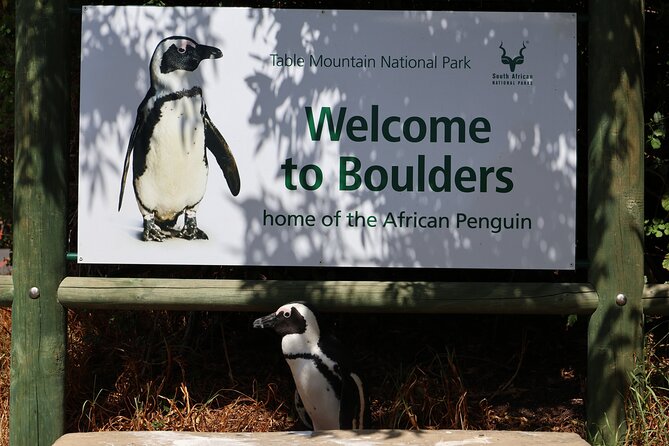 Table Mountain Boulder's Beach and Cape Point Tour - Maiden’s Cove and Chapmans Peak Drive: the ocean-view stretch that delivers