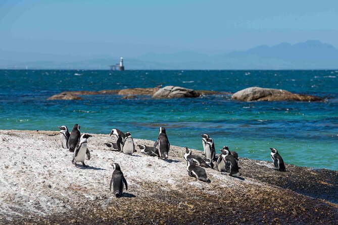 Table Mountain, Cape of good hope Full Day Shared Group Tour - Cape Point and Cape of Good Hope: Two Oceans, Big Cliffs, and That Explorers’ Feeling