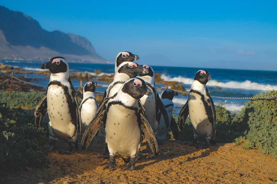 Table Mountain, Cape Of Good Hope, Penguins, Full Day Tour - Camps Bay to Maiden’s Cove, where the drive turns into sightseeing