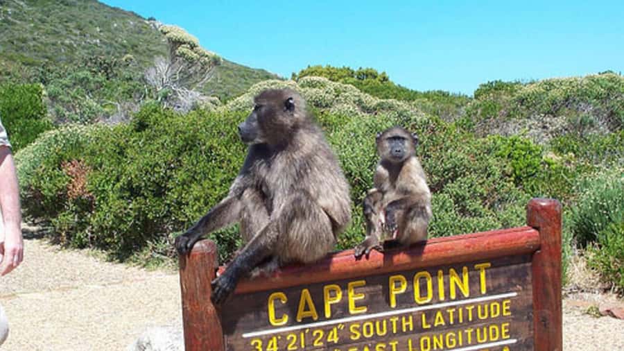 Table Mountain, Cape of Good Hope & Penguins Shared Tour - Chapmans Peak Drive: why this coastal road is worth your time