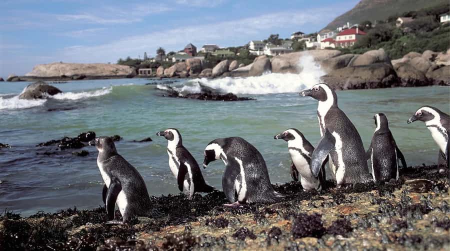 Table Mountain, Cape of Good Hope & Penguins Shared Tour - Cape of Good Hope and Cape Point lighthouse: ocean currents meet