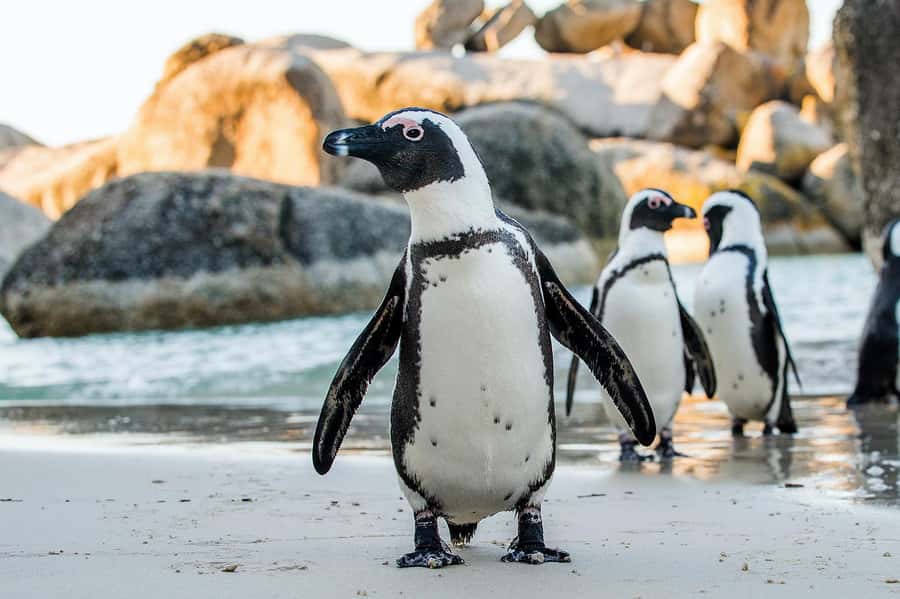 Table Mountain, Cape of Good Hope & Penguins Shared Tour - Bo Kaap at day’s end: color, Cape Malay culture, and an easy finish