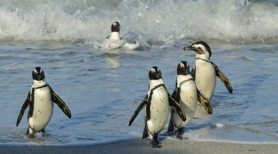 Table Mountain, Cape Point & Penguin Beach ENTRANCE INCLUDED - Key Things You Should Know Before You Go